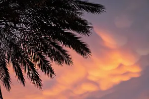 Palmen mit dramatischem Himmel