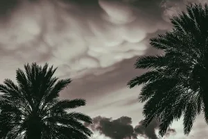 Palmen mit dramatischem Himmel