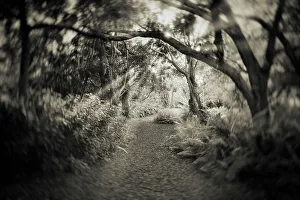 Botanical Garden Scenery Drucke: Pathway in forest with trees