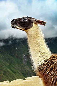 South America Tourism Destination Drucke: Peru, Alpaca