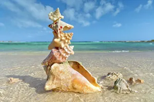 Tropical Beach Scenery Drucke: Pile of sea shells
