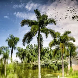Artistic Nature Photography Drucke: Reflection of palm trees over water