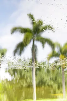 Spiegelung von Palmen über Wasser