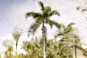 Spiegelung von Palmen über Wasser