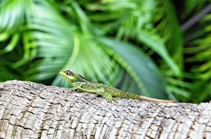 Schildkröte auf dem Baum