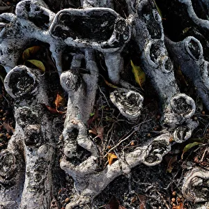 Banyan Tree Roots Drucke: Roots on a banyan tree