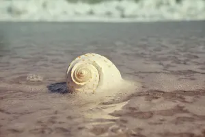 Coastal View Drucke: Sea foam and shell on beach