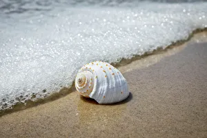 Meer Schaum und Schale am Strand