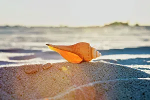 American Beach Scene Drucke: Seashell