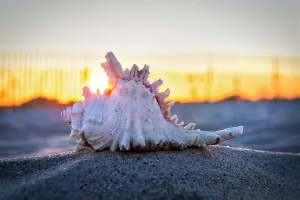 Seashell