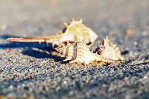 Seashell
