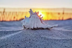 Seashell