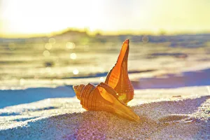 Beach Scene Drucke: Seashells