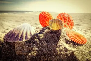 Meeresnester auf der Strand