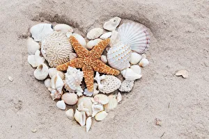 Meeresnussarrangement im Herzform auf der Strand