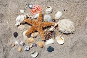 Meeresnusseln, Sternefinger und Nussschalen am Strand anordnet