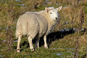 Schafe im Feld