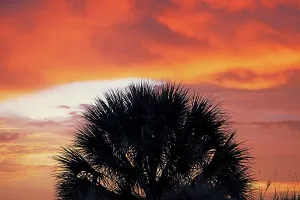 Palm Tree Silhouette Drucke: Silhouette of palm tree against dramatic sky