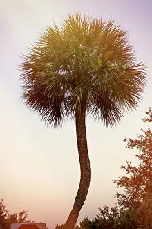 Tropical Plant Decoration Drucke: Single Palm Tree