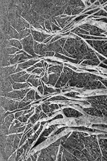 Banyan Tree Roots Drucke: Sprawling roots on a banyan tree