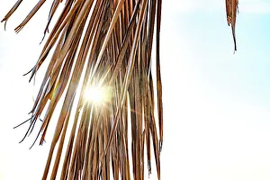 Palm Tree Leaf Drucke: Sun peaking through palm tree leaf