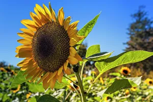 Natural Scenery Drucke: Sunflower