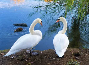 Peaceful Lake View Drucke: Two swans by lake