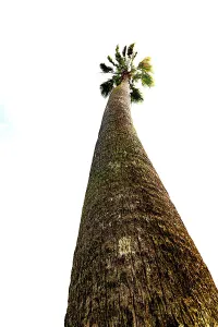 Botanical Garden Scene Drucke: Tall palm tree