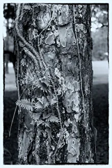 Gerahmter Druck : Boden der Baum Gerahmter Druck : Boden der Baum