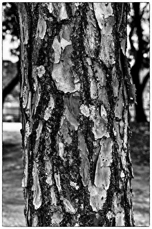 Boden des Baumes