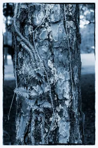 Boden des Baumes
