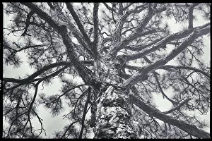 Mai Drucke: Baum mit ausgebreiteten Zweigen
