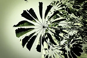 Tranquil Outdoor Landscapes Drucke: Tree leaves