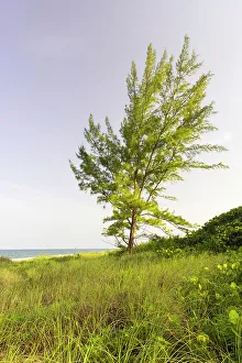 Juli Drucke: Baum am Meer