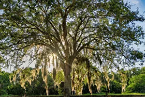 Backlit Oak Tree Drucke: Tree with Spanish Moss