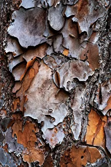 Baumtextur
