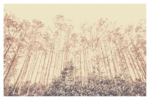 American Landscape Images Drucke: Trees from a forest