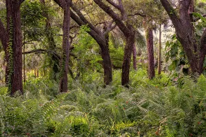 Green Environment Drucke: Trees and plants in forest