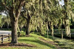 Spanish Moss Trees Drucke: Trees with Spanish Moss