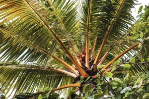 Tropical Palm Tree Drucke: Tropical palm tree