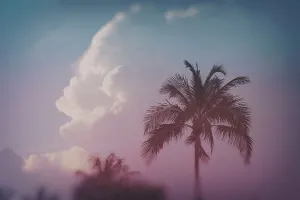 Peaceful Daytime Scene Drucke: Tropical palm tree with clouds