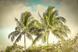 Tropical Palm Trees Drucke: Tropical palm trees