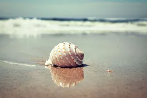 Beach Photography Drucke: Waves and shell on beach