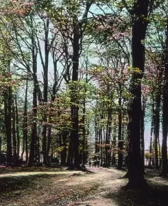 Aachener Wald bei Aachen