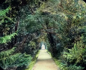 Der weit ausgedehnte Garten der Villa Carlotta bei Tremezzo und Cadenabbia am Comer See in Norditalien.