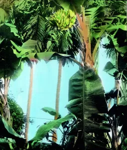 Banana Plantation Drucke: Negerleben