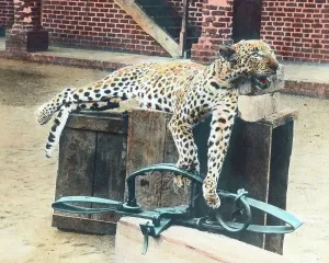 Panthera Pardus Photo Drucke: Negerleben