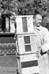 Bienengift
