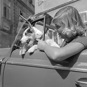 Young Woman Driving Car Drucke: Freizeit