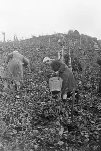 Erntedankfest in Serrig